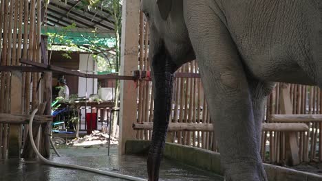 rescued elephant in a thai sanctuary drinking from the tab