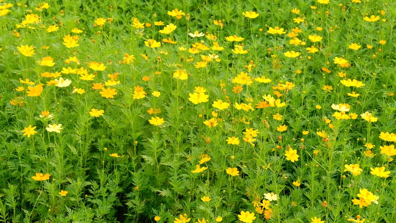 바람에 부드럽게 움직이는 노란 꽃 야생화