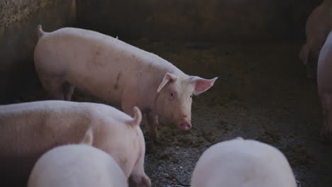 pigs in a farm pen