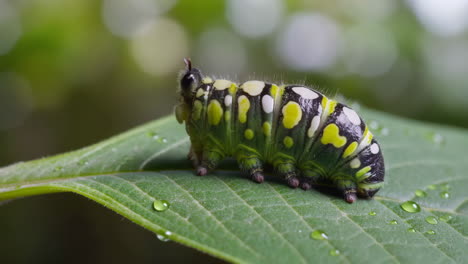 colorful caterpillar on a wet green leaf
