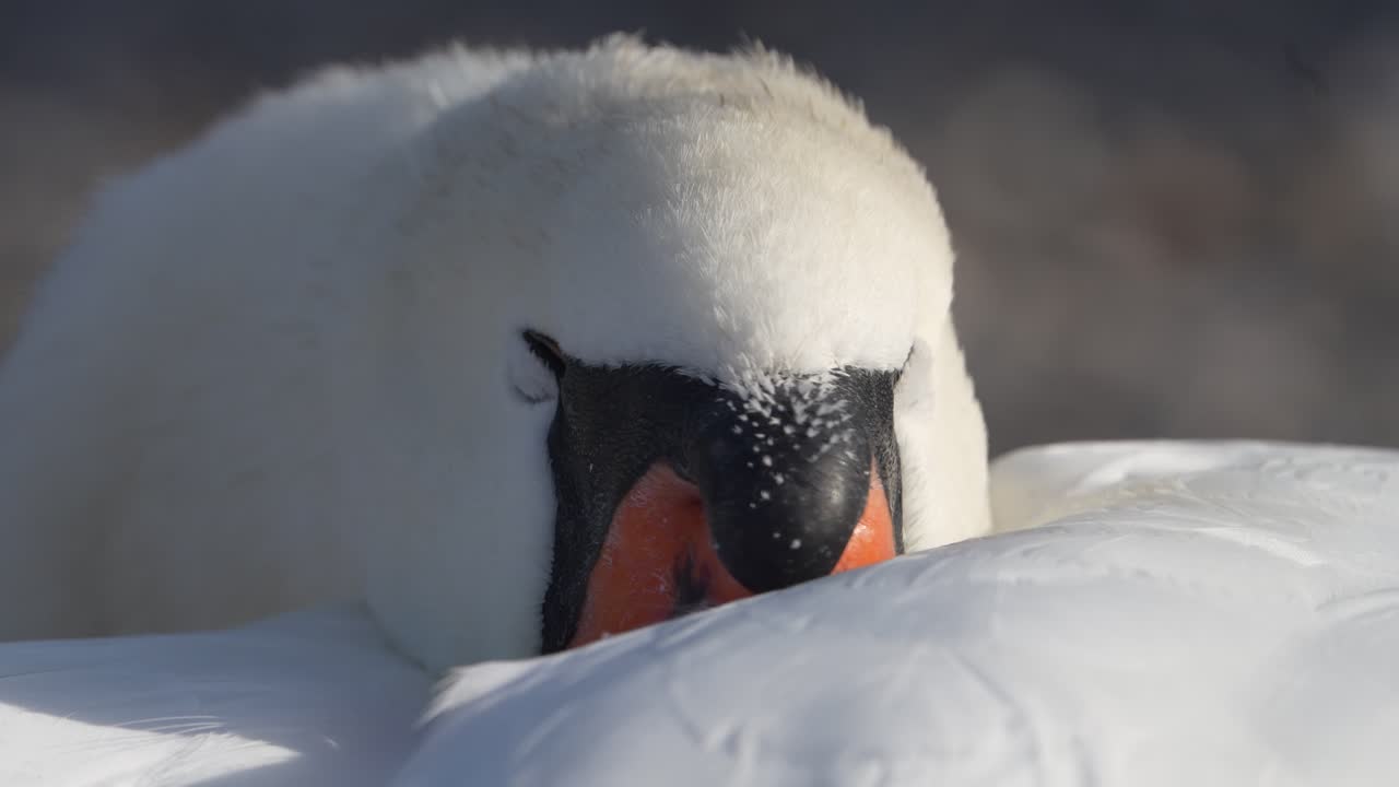 Close-up of a swan