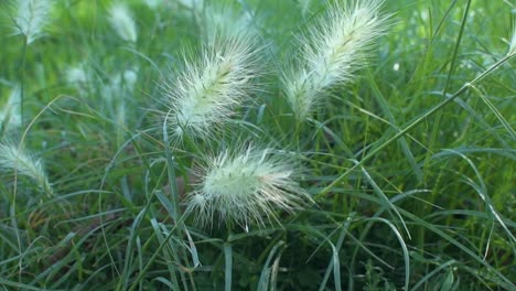 grasses moving in the wind