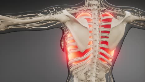 examen radiológico de los pulmones humanos