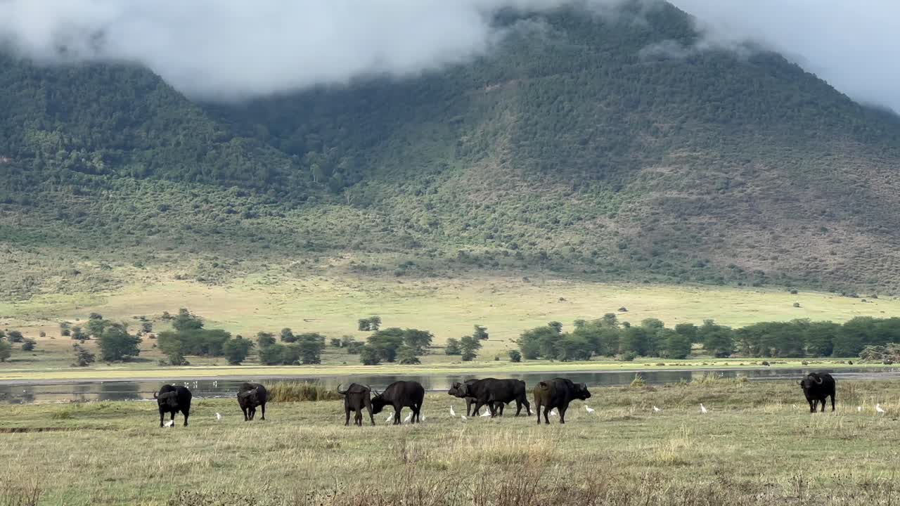 African Buffalos (Syncerus caffer) in Ngorongoro crater. Tanzania.