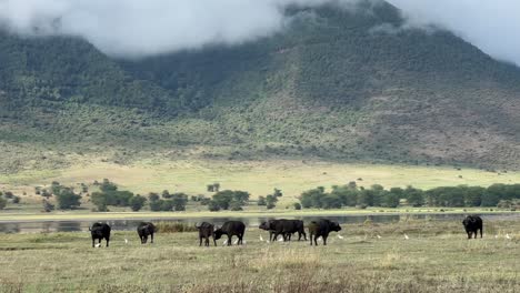 african buffalos (syncerus caffer) in ngorongoro crater. tanzania.