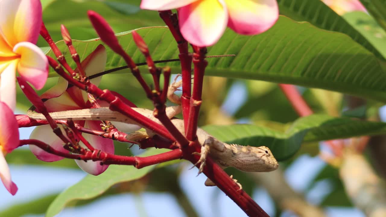 el lagarto se mueve a lo largo de la rama de plumeria en flor