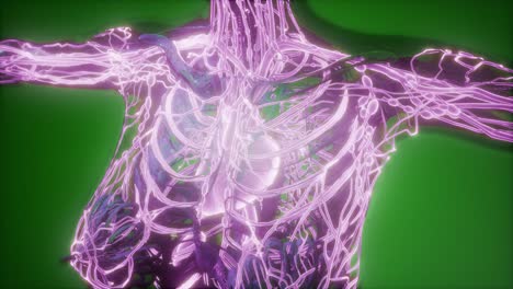 cuerpo humano con vasos sanguíneos brillantes