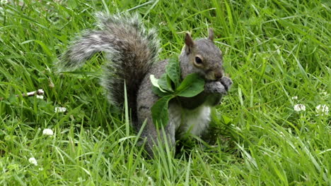 una ardilla comiendo semillas de la hierba y buscando más