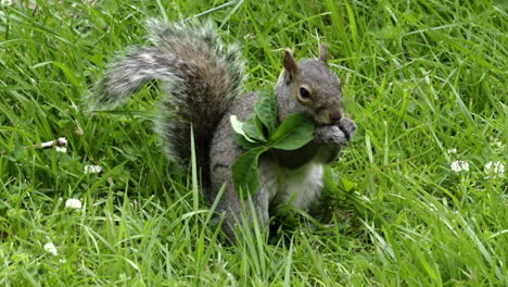 a squirrel eating seeds out of the grass and scrounging around for more