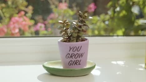 hand placing a plant with a slogan pot next to a window