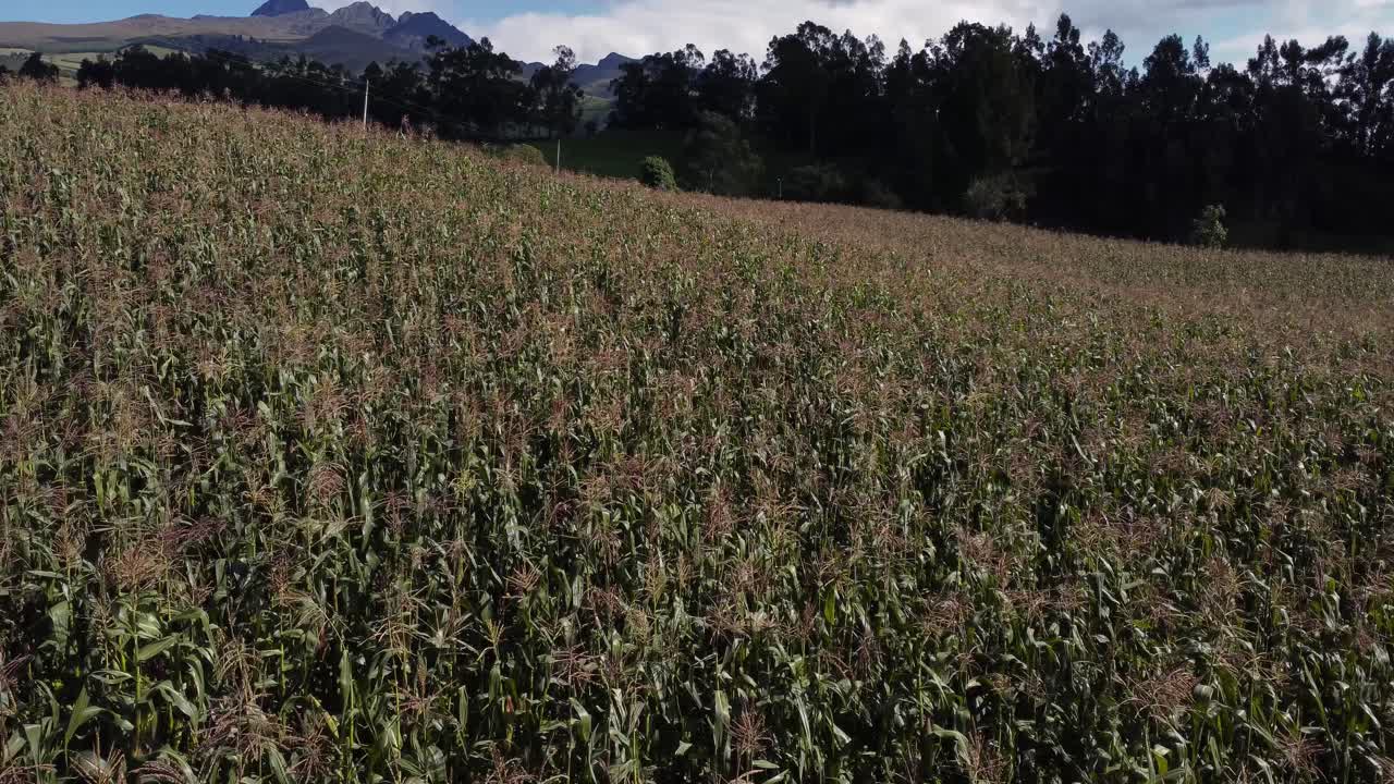 las imágenes aéreas capturan un paisaje de granja exuberante con árboles y majestuosas montañas en el fondo.