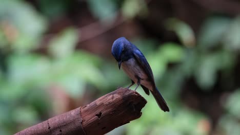 mirando hacia abajo y luego hacia arriba a medida que la cámara se aleja, hainan blue flycatcher cyornis hainanus, macho, tailandia