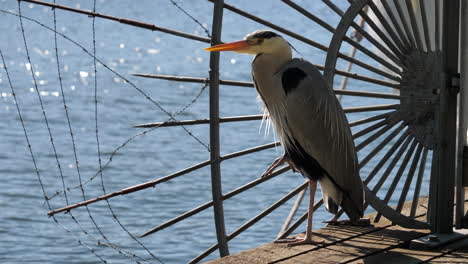 cerca de un pájaro garza parado pacíficamente en un muelle de hormigón junto al mar, estático