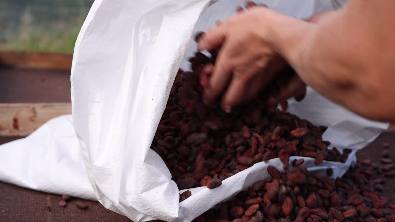 Mãos Colocando Sementes de Cacau Secas e Torradas em Sacos de Tamanho Comercial Prontos para Distribuição