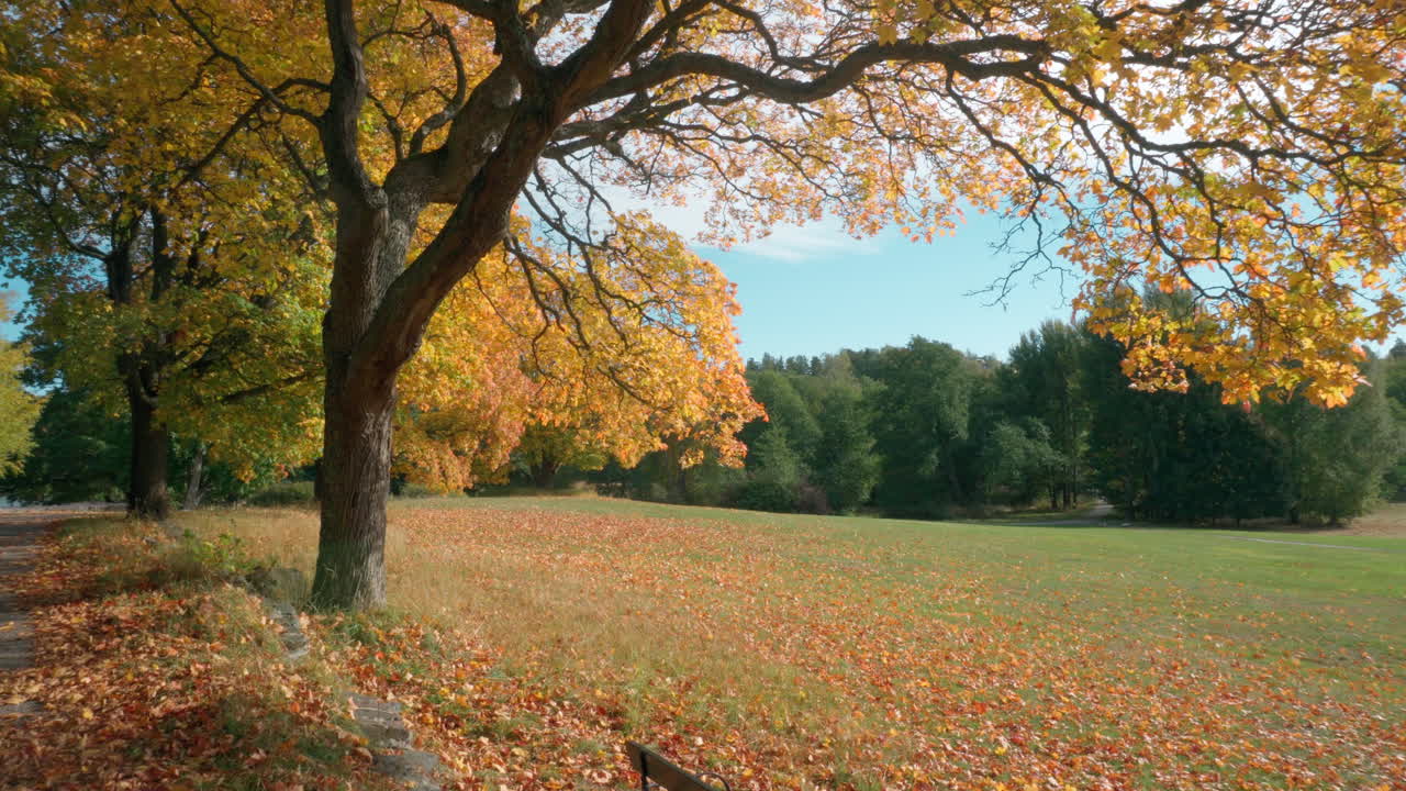 핀란드 헬싱키에 있는 오래된 단풍나무가 있는 공원의 가을 단풍