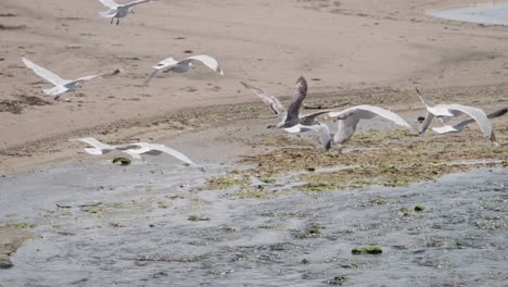 coastal avian flights, slow motion flying birds, beach sand, cinematic