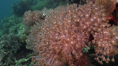 corals-feeding-on-plankton-by-moving-all-their-tentacles-on-tropical-coral-reef