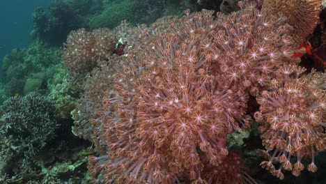 los corales se alimentan de plancton moviendo todos sus tentáculos en el arrecife de coral tropical