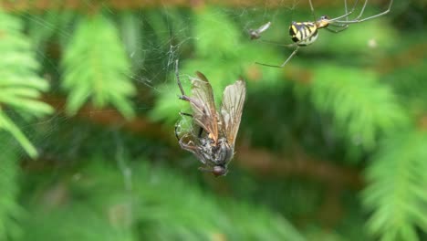 close up of a dead fly entangled in a spiders web, spider nearby