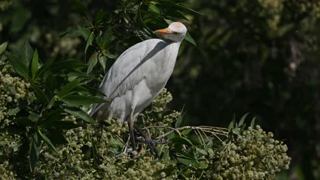 Garcilla-Bueyera-Vagando-Por-Los-árboles-De-La-Tierra-Pantanosa-De-Bahrein-En-Busca-De-Comida