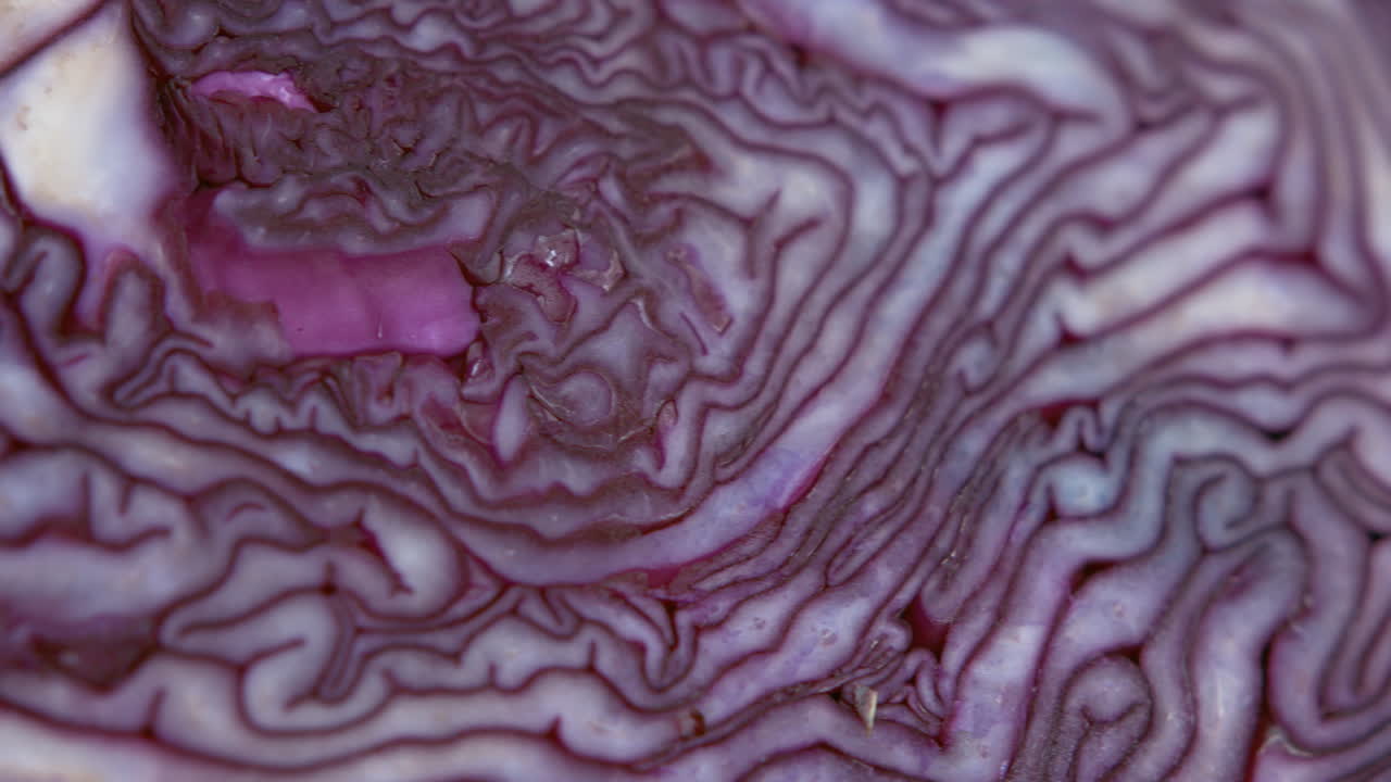 dos rebanadas de repollo morado rojo orgánico que se parece a la bandeja de cierre del foco de textura del cerebro