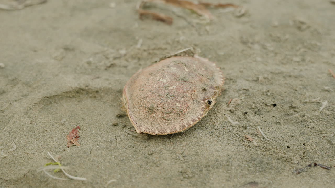 A crab shell lying in the sand on the beach