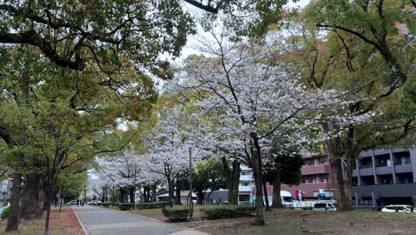 Quiet-path-lined-with-blooming-cherry-trees-in-an-urban-park,-no-people,-overcast-day,-tranquil-scene