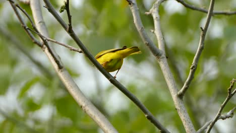 yellow warbler perched on branch looking from side to side