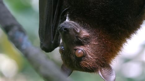 closeup of flying fox fruit bat on roost eating upside down in its habitat