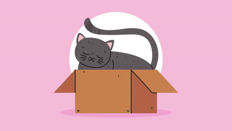mascota de gato lindo en la animación de la caja
