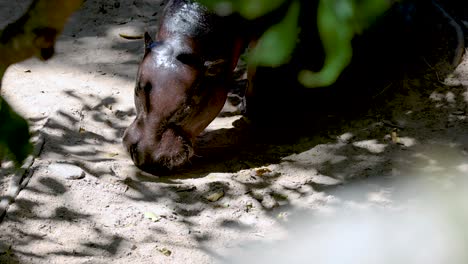 hipopótamos alimentándose bajo los árboles en el zoológico de chonburi