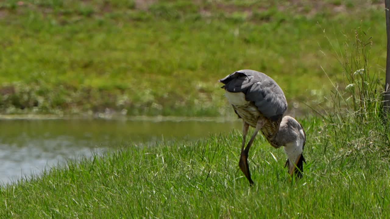 Great blue heron swallowing a very large fish