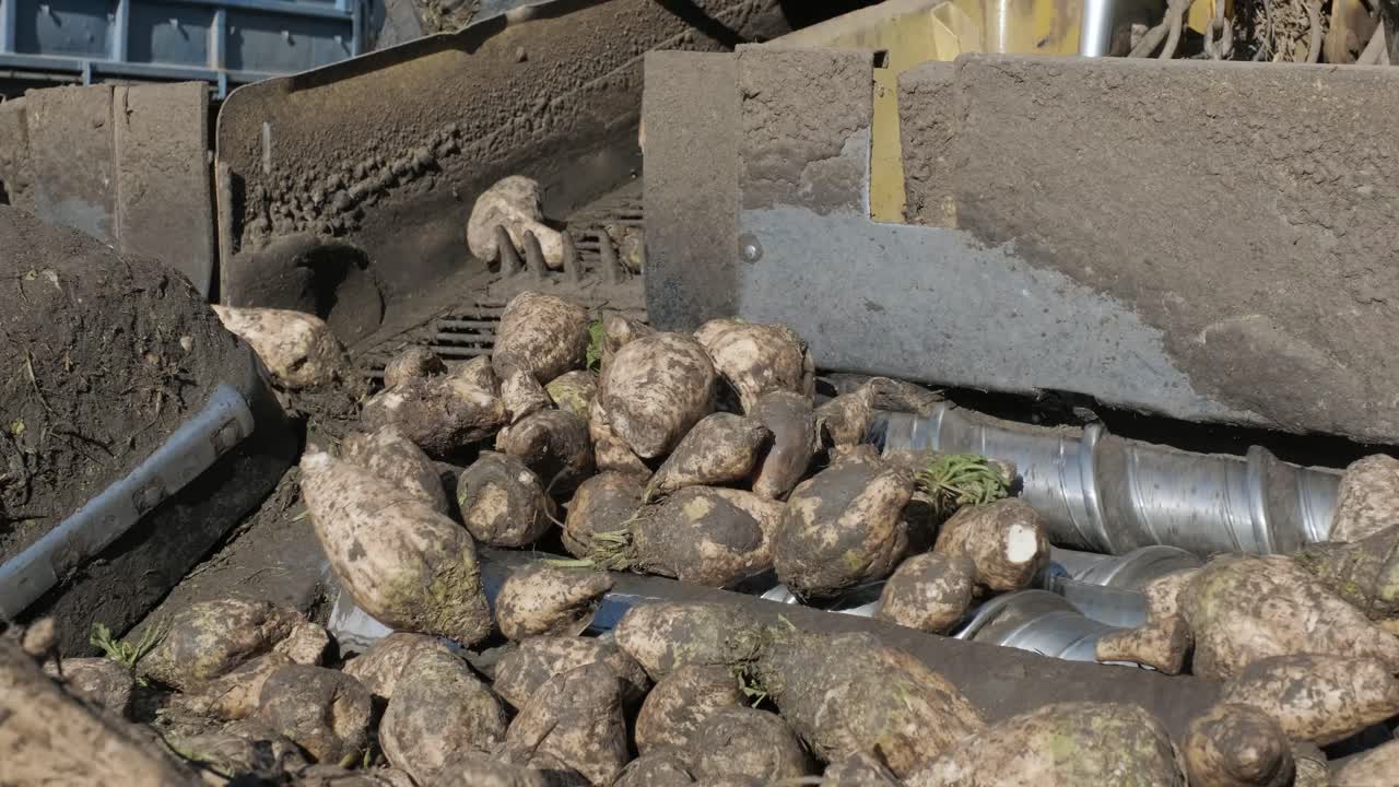 에 있는 설탕 비트 어리: 의 가장자리에 있는 클램프에서 길 위에 있는 트럭으로 설탕 비트를 청소하고 로딩하는 자기 추진 기계.