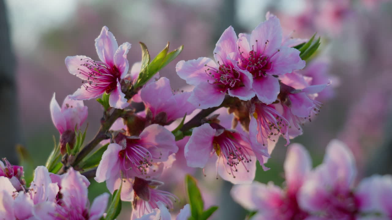 Sakura Trees Blooming in Spring with Gentle Wind Blowing