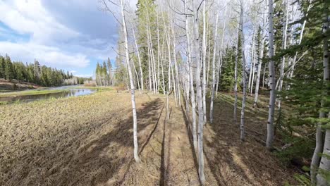 flying through an aspen tree forest in utah
