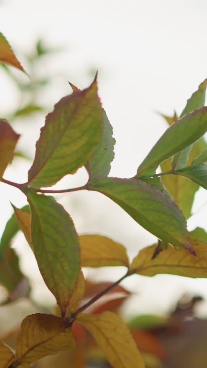 primer plano de hojas verdes vibrantes que se balancean con fuerza en el viento fuerte, con el follaje dorado de otoño en el fondo, la luz solar se filtra a través, destacando el movimiento natural y la transición estacional