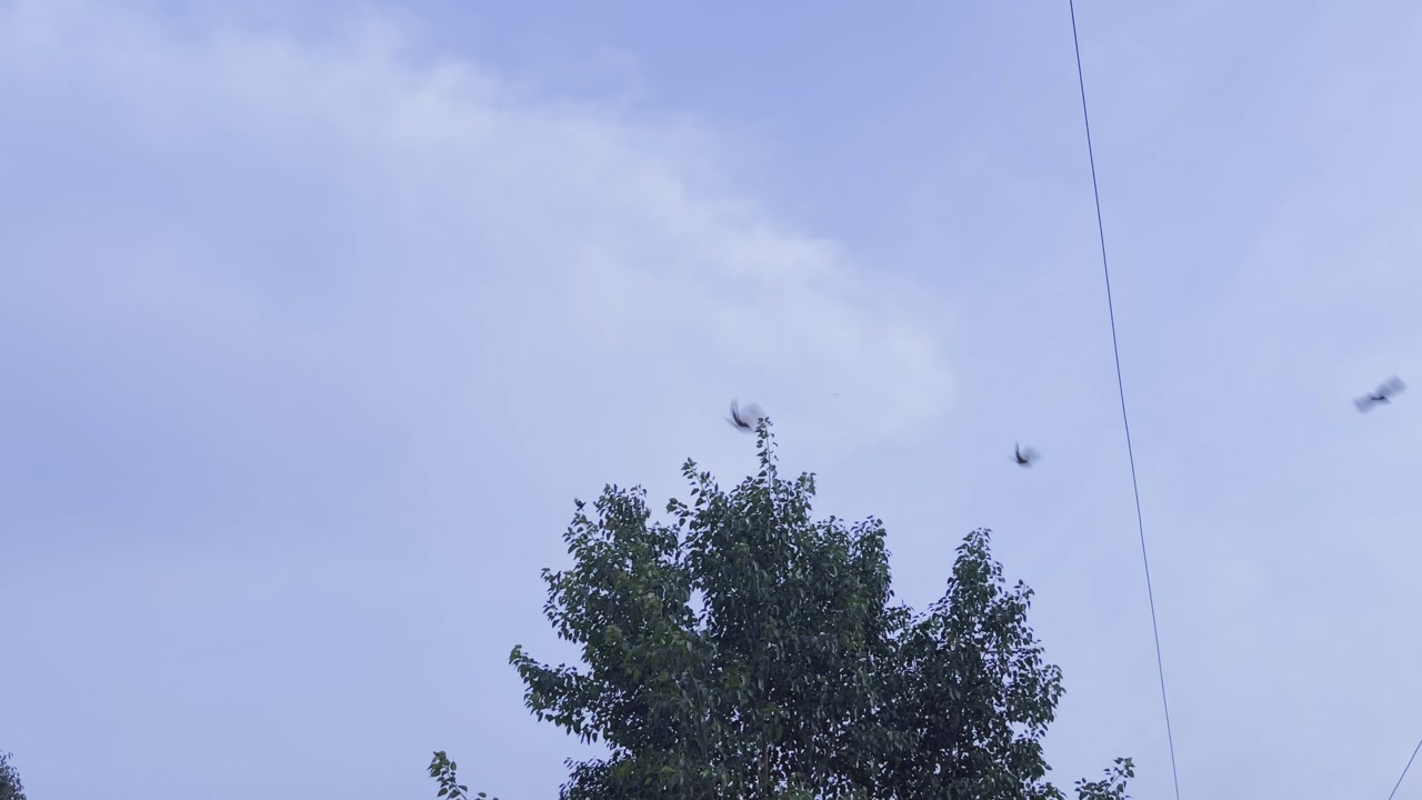 A group of birds suddenly take flight above a tall tree against a clear blue sky, scattering into different directions.