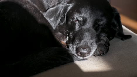 View-of-a-senior-black-dog-deep-asleep,-with-sunlight-highlighting-its-face