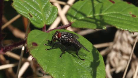 a fly with a drop of saliva in its mouth parts