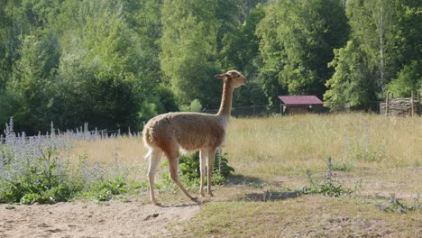 Una-Alpaca-Parada-En-La-Pradera-Durante-El-Día