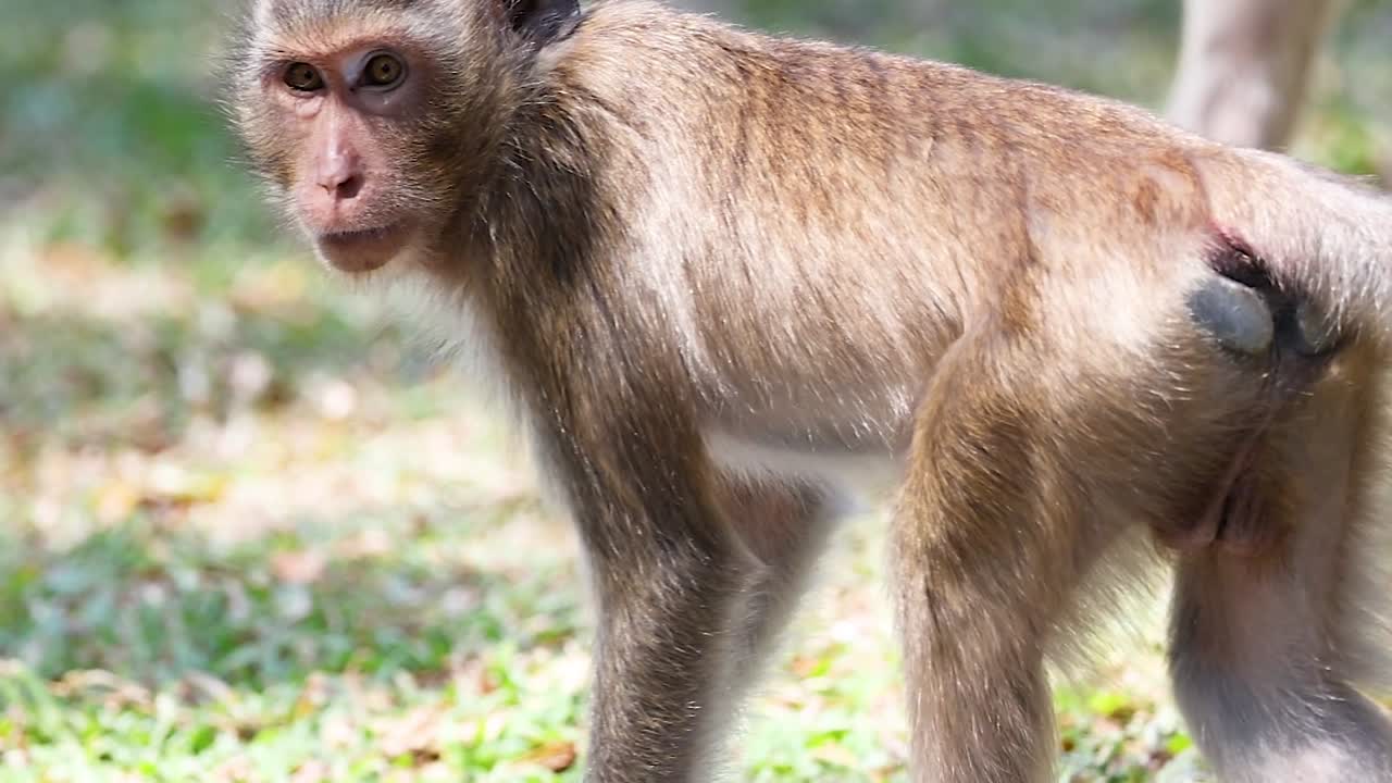 Monkeys walking leisurely on grassy terrain under sunlight, showcasing their natural behavior and movement.