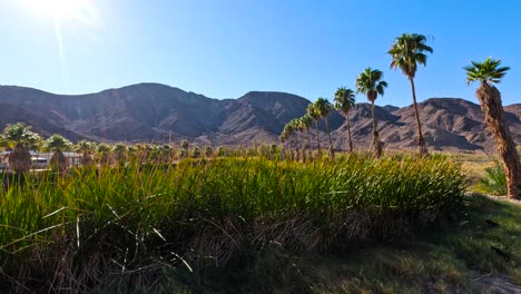 a desert oasis on california nevada border