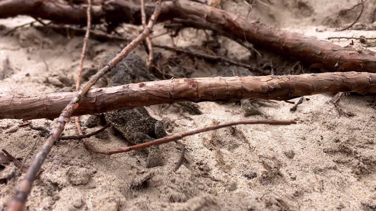Three toads crawling up a hill. Slow motion. Camera slowly tracks behind them