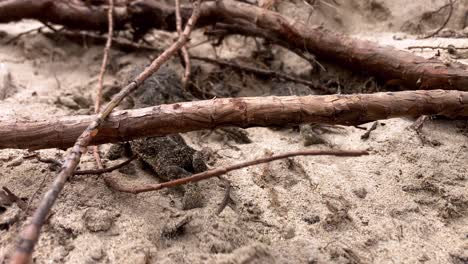 three toads crawling up a hill. slow motion. camera slowly tracks behind them