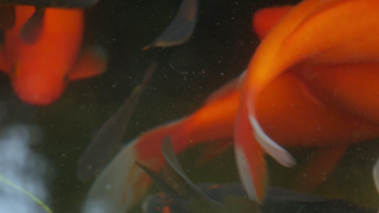 Koi carp swimming in pond, close up