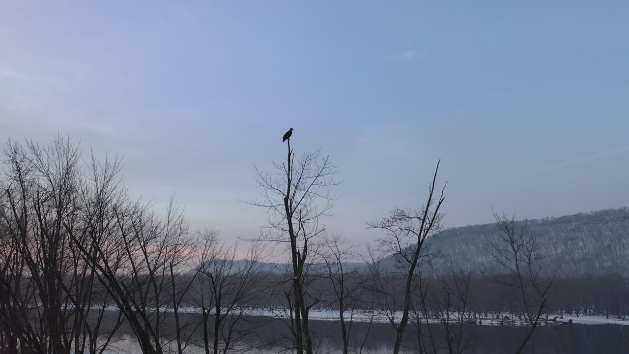 얼어붙은 강 의 황혼에 있는 나무 위의 머리 독수리