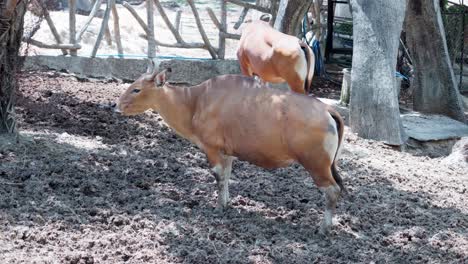 Banteng-Eine-Art-Von-Wildrind-Kuh-Frisst-Gras