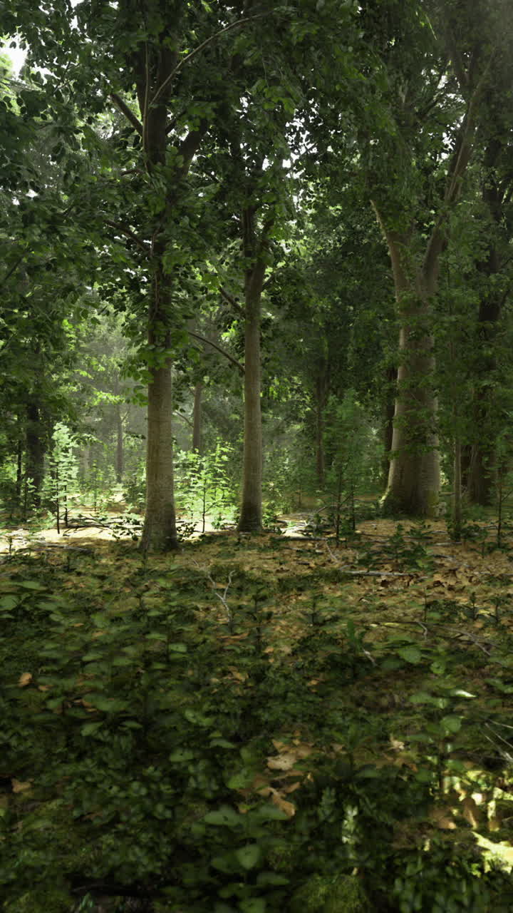 Lush green forest filled with sunlight streaming through the trees