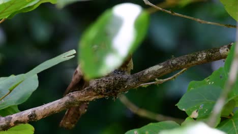 la boca de rana de java o la boca de rana de horsfield se encuentra en tailandia y otros países asiáticos