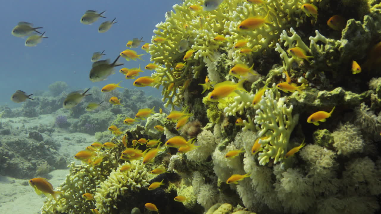 coral acropora en el arrecife, conocido como coral de mesa, coral cuerno de alce y coral cuerno de ciervo
